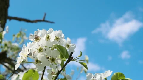Pear Fruit Tree Flower Blossoms Swaying in Light Wind Breeze under Blue Sky i Stock Footage 149279082