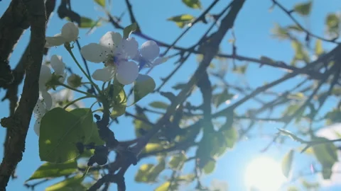 Pear Fruit Tree Flower Blossoms Swaying in Light Wind Breeze under Blue Sky i Stock Footage 149279328