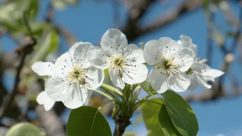 Pear Fruit Tree Flower Blossoms Swaying in Light Wind Breeze under Blue Sky i Stock Footage 149279776
