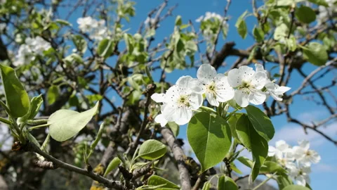 Pear Fruit Tree Flower Blossoms Swaying in Light Wind Breeze under Blue Sky i Stock Footage 149280199