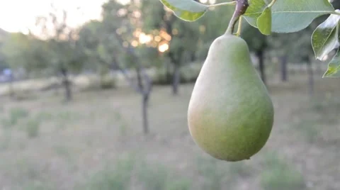 Pear fruit on the tree Stock Footage 53217975