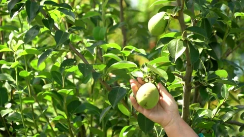 Pear fruit on the tree Stock-Footage 148074712