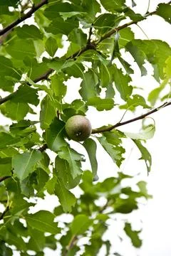 Pear fruit on the tree in the garden. Close up. Stock Photos