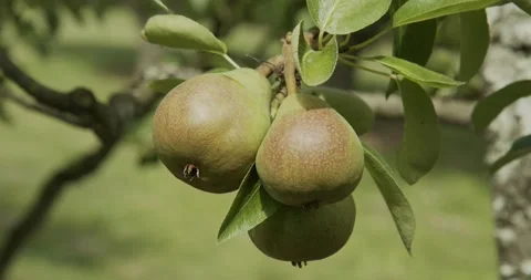Pear fruit on tree growing 스톡 동영상 134390636