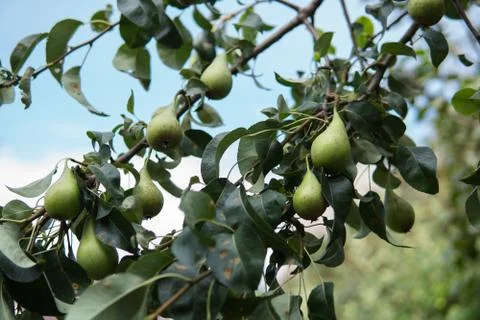 Pear fruit on a tree Stock Photos