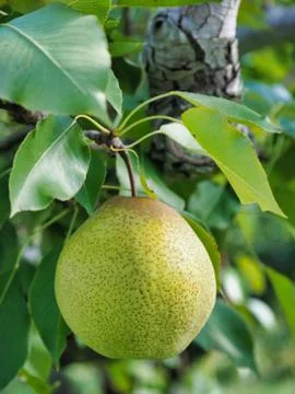 Pear fruit on tree Stock Photos