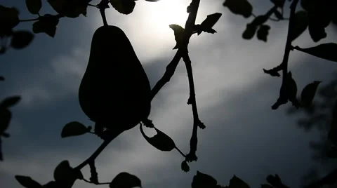 Pear fruit on the tree silhouette Stock Footage 53218027