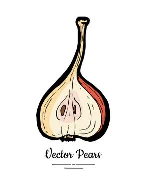 Pear fruit vector isolate. Pear chopped half cut slice pear. Fruits hand draw Illustrazione stock