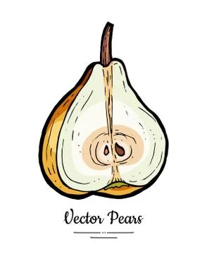 Pear fruit vector isolate. Pear chopped half cut slice pear. Fruits hand draw Stock Illustration