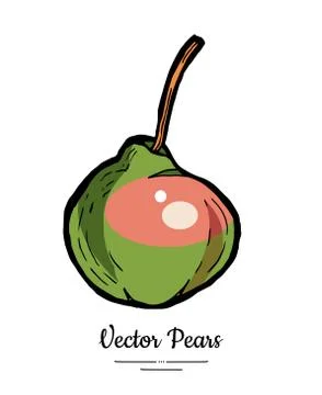 Pear fruit vector isolate. Pink green whole pear. Fruit hand drawn illustrati Stock Illustration