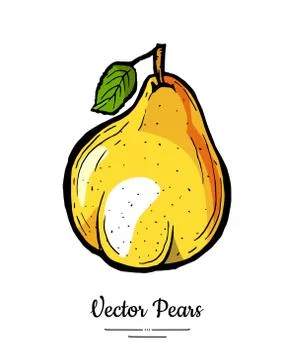 Pear fruit vector isolate. Yellow whole pear green leaf. Fruits hand drawn il Stock Illustration