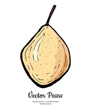 Pear fruit vector isolate. Yellow brown whole pear. Fruit hand drawn illustra Stock Illustration