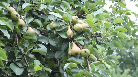 Pear fruits Stock Footage 25156459