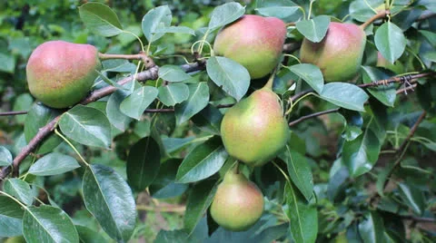 Pear fruits Stock Footage 26348741