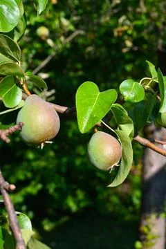 Pear Growing on Tree Close-Up, Orchard Harvest Concept Stockfoto's