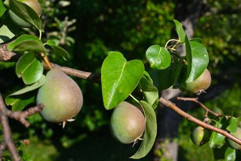 Pear Growing on Tree Close-Up, Orchard Harvest Concept Stock Photos