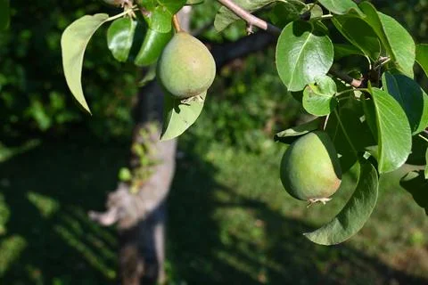 Pear Growing on Tree Close-Up, Orchard Harvest Concept Fotos Stock