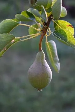 Pear Growing on Tree Close-Up, Orchard Harvest Concept Stock Photos