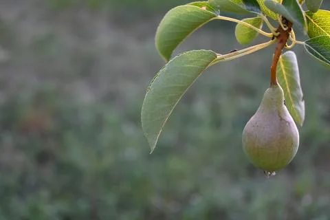Pear Growing on Tree Close-Up, Orchard Harvest Concept Photos