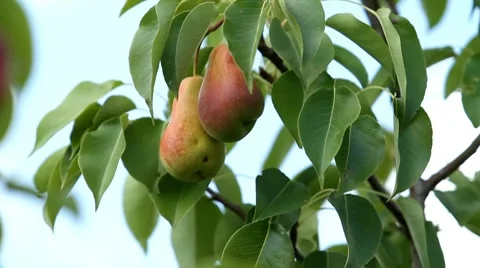 Pear growing on tree. Видео 8678068
