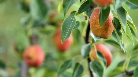 Pear growing on tree. I. Stock Footage 8678083