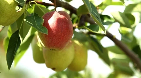 Pear growing on tree. III. Stock Footage 8678284