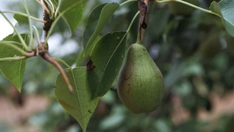 Pear grows on a tree close-up Stock Footage 224068578