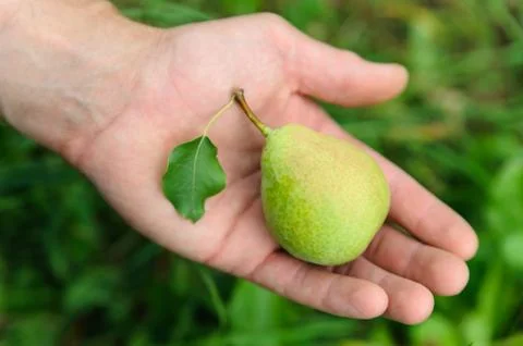 Pear in hand Stock Photos