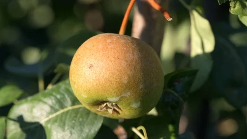 Pear hanging on the branch Stock Footage 95943834