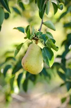Pear hanging from a branch Stock-Fotos