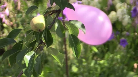 Pear hanging from a tree with balloon Video stock 62816075