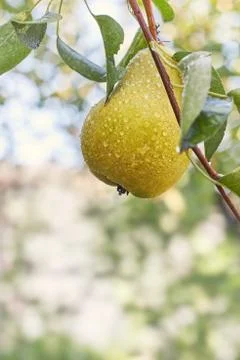 Pear hanging from a tree branch Stock Photos