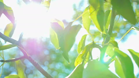 Pear hanging on the tree. Stock-Footage 67314582