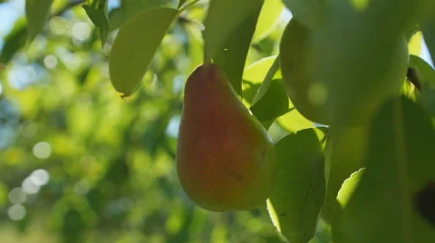 Pear hanging on the tree. Video stock 67316220
