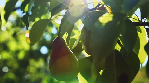 Pear hanging on the tree. Video stock 67316805