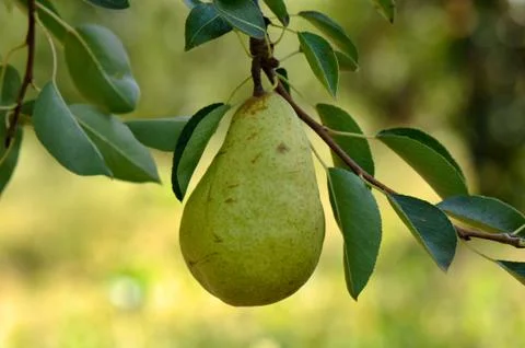 Pear hanging from tree Foto stock