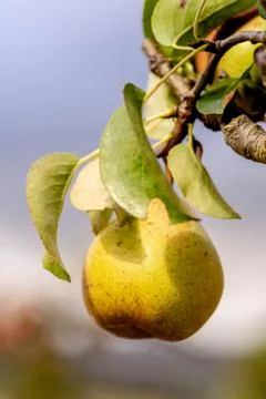Pear hanging from the tree 写真素材