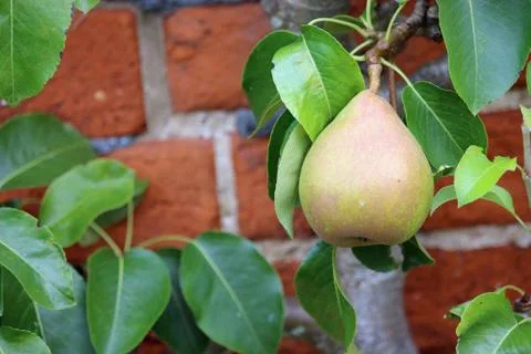 Pear hanging on a tree Foto stock