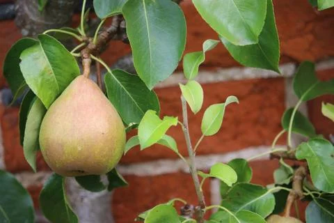 Pear hanging on a tree Stock Photos