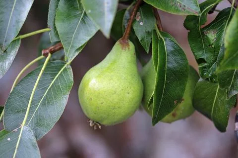 Pear hanging on a tree Stock Photos