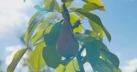 Pear hanging on the tree. Summer. Stock Footage 77618074