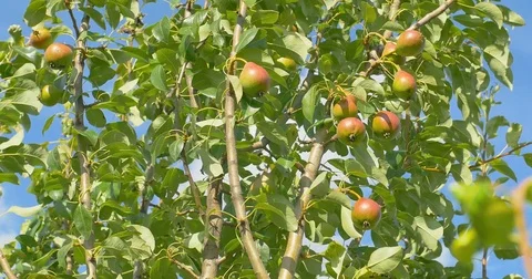 Pear hanging on the tree. Summer. Stock Footage 77620523