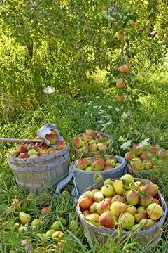 Pear Harvest Fotos de archivo