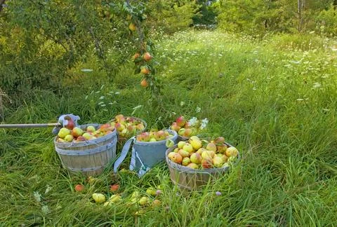 Pear Harvest Stock Photos