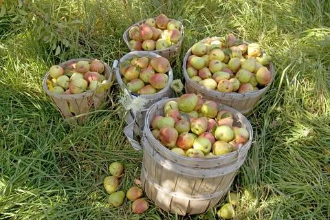 Pear Harvest Stock Photos