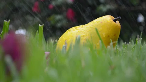 Pear Laying on the Grass While It Rains Stock Footage 37290352