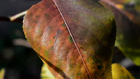 Pear leaf in autumn Stock Footage 271298904