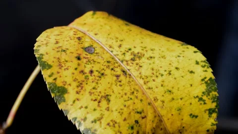 Pear leaf in autumn Stock Footage 271299373