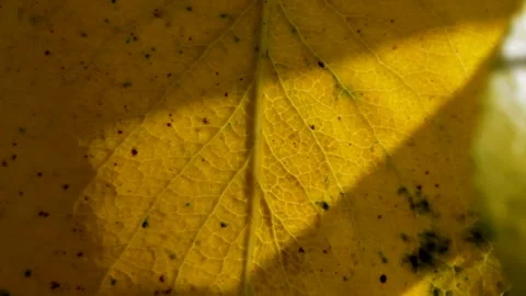 Pear leaf in autumn Stock Footage 271313043