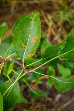 Pear leaf showing signs of rust fungal disease with orange spots in the orcha Photos